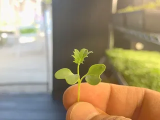 Super Duper Microgreens