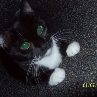 Lucky S.