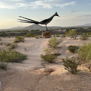 A highway roadrunner