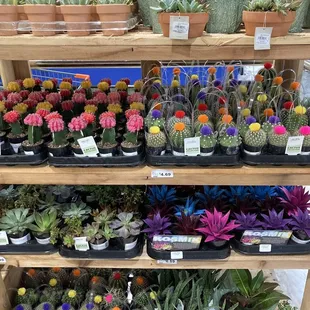 Las Vegas friendly plants