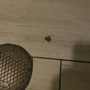 Roach in the restroom