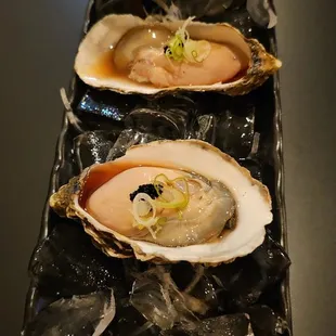 a row of oysters on ice
