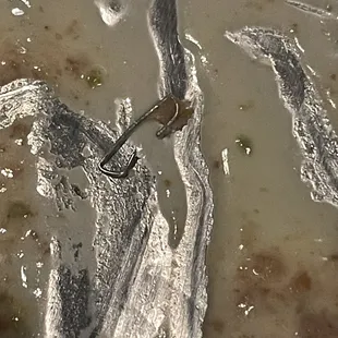 Picture of a staple that was in my son's enchilada..