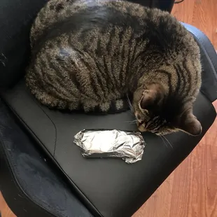 Tiny burrito with cat for size comparison