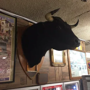 Authentic bull