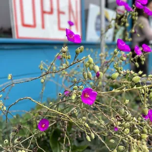 purple flowers in front of an open sign