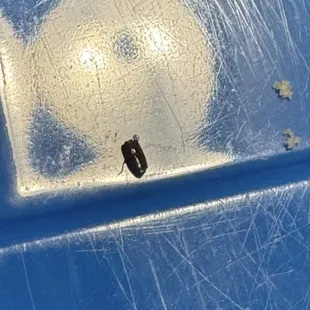 Baby roaches inside the breads