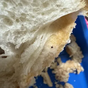 Baby roaches inside the breads