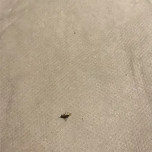 Little bugs flying all over in back dining room. Smashed him finally but there were more.