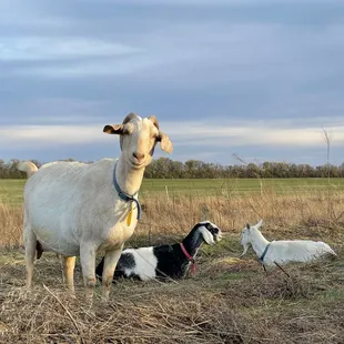 The Elderslie goats are pasture-raised and grass-fed and provide lovely milk for the Elderslie Creamery European-style cheeses.