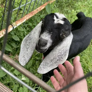 My friend Oreo