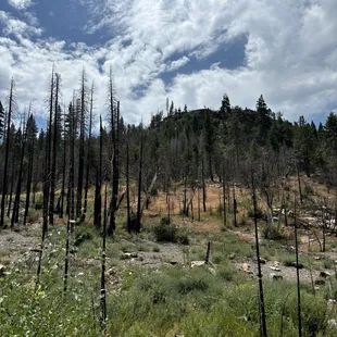 Fire damaged area