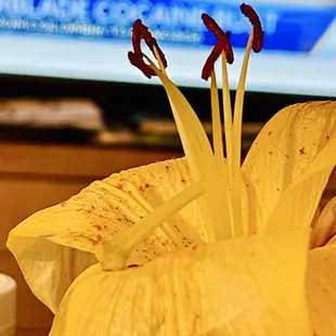 Flower. Closeup