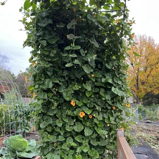 Fall arbors hit different.