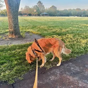 Soccer field and walking path
