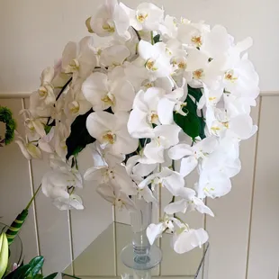 Elegant orchids