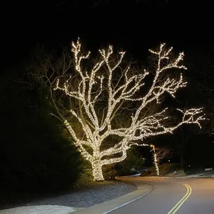 a street lined with christmas lights