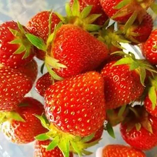 Strawberries! Freshly picked from the patch in our restaurant garden.