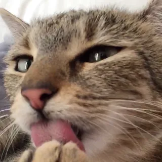 Kit Kat D.