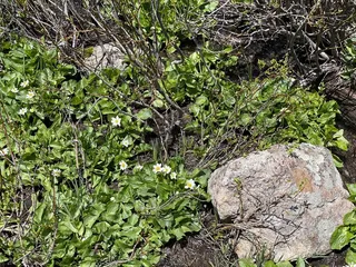 Big Meadow Reservoir