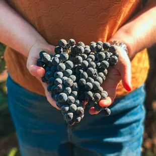 Syrah grapes.