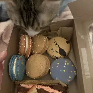 Even my cats wanted some