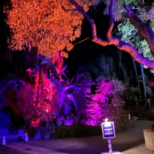 The Large Trees are all colorfully lit on your journey @ The Elf on The Shelf in Pomona CA.