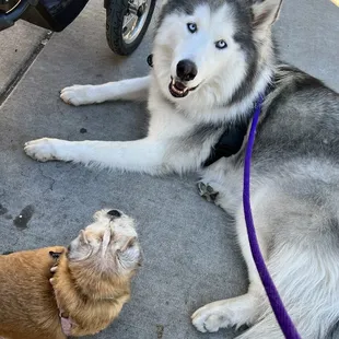 Pups on the patio