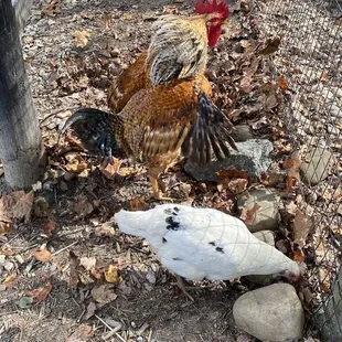 Chickens, peacocks, and pheasants