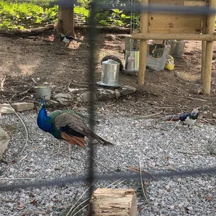 Peacocks