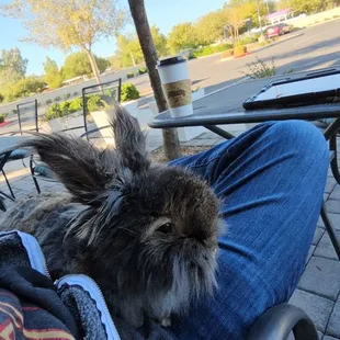 a cat sitting on a person's lap