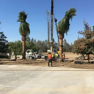 Residential Palm Tree Install