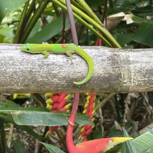 Waimea Botanical Gardens