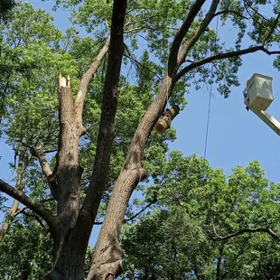 Elite Tree Service