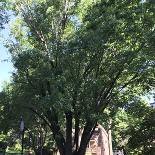 a large tree in a residential neighborhood
