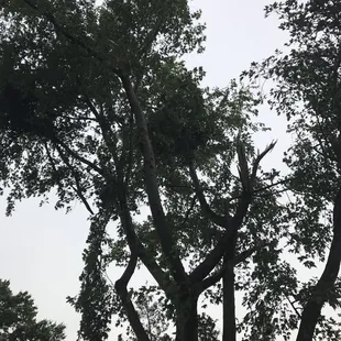 a large tree in the middle of a park