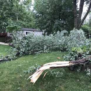 a fallen tree in a yard