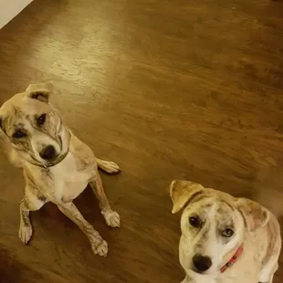 Dogs