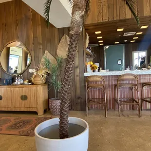 a palm tree in a pot