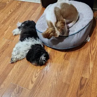 Two of my fur babies. Shihtzu.
