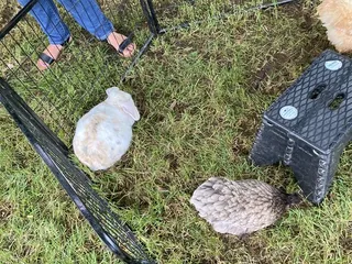 Honey Hill Farm Mobile Petting Zoo and Pony Rides