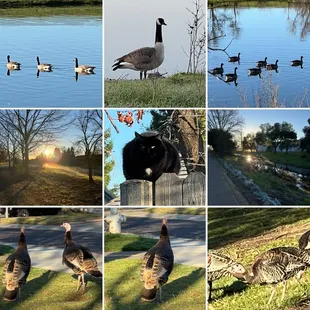 Geese, cat &amp; turkeys