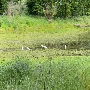 Herons