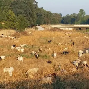 New friends along the trail today