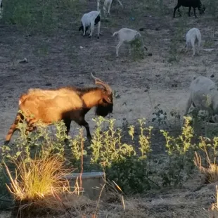 King of the hill !