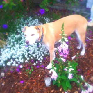 Amy S.
