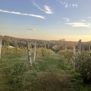 a view of a vineyard