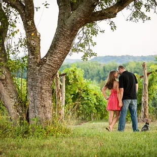 The vineyards at Elk Island Winery