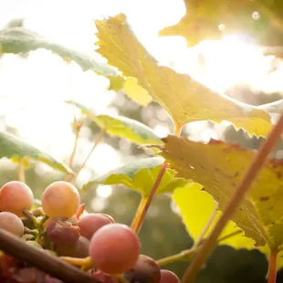 Beautiful vineyards on this 200 year Indiana heritage family farm, Elk Ridge Ranch.