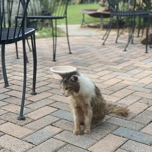 a cat sitting on a brick patio